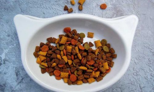 kitty cat food image showing cat food