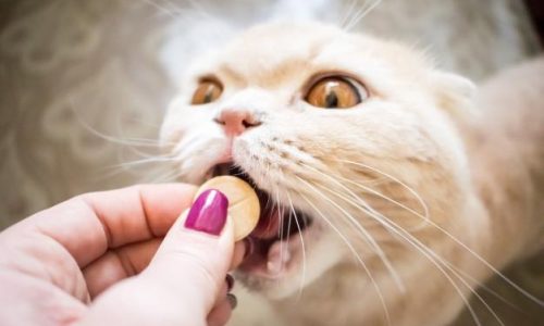 cat-supplements feeding vitamin supplement to a cat