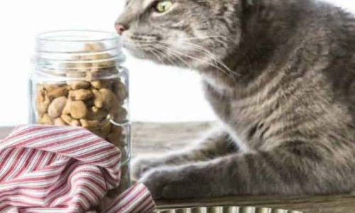 cat-treats cat treats
